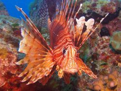 One of 6 around one small bombie. Lion fish Great Barrier... by Joshua Miles 